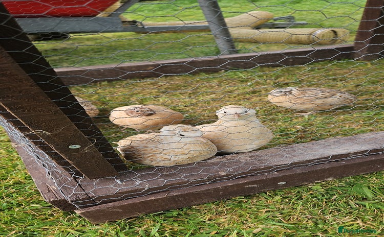 Quail poultry - Advert 2