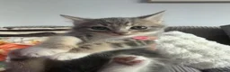 British Shorthair cats for sale: British short hair cross kittens - Advert 6