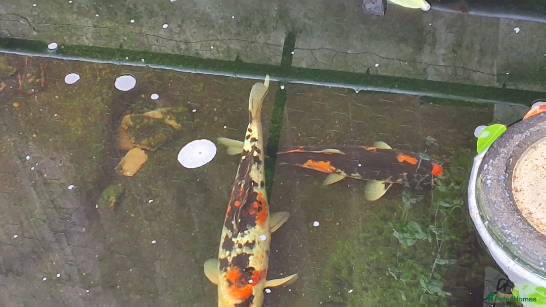 Koi Carp fish for sale: 3 x koi carp - Image 4