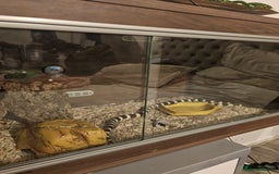 Snake reptiles for sale: King snake - Image 3