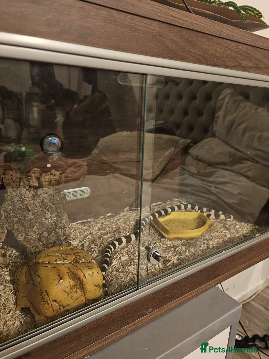 Snake reptiles for sale: King snake - Image 3