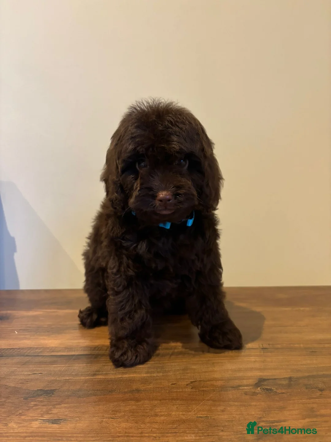 Cockapoo dogs for sale: Beautiful cockapoo puppies  - Advert 1