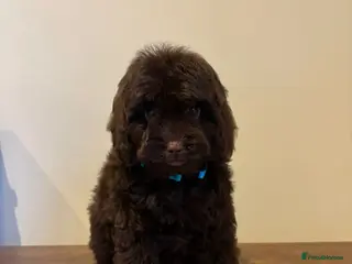 Cockapoo dogs Beautiful cockapoo puppies - Advert 4