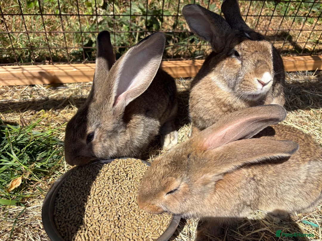 Continental Giant rabbits for sale: Lovely continental giant babies  - Advert 2