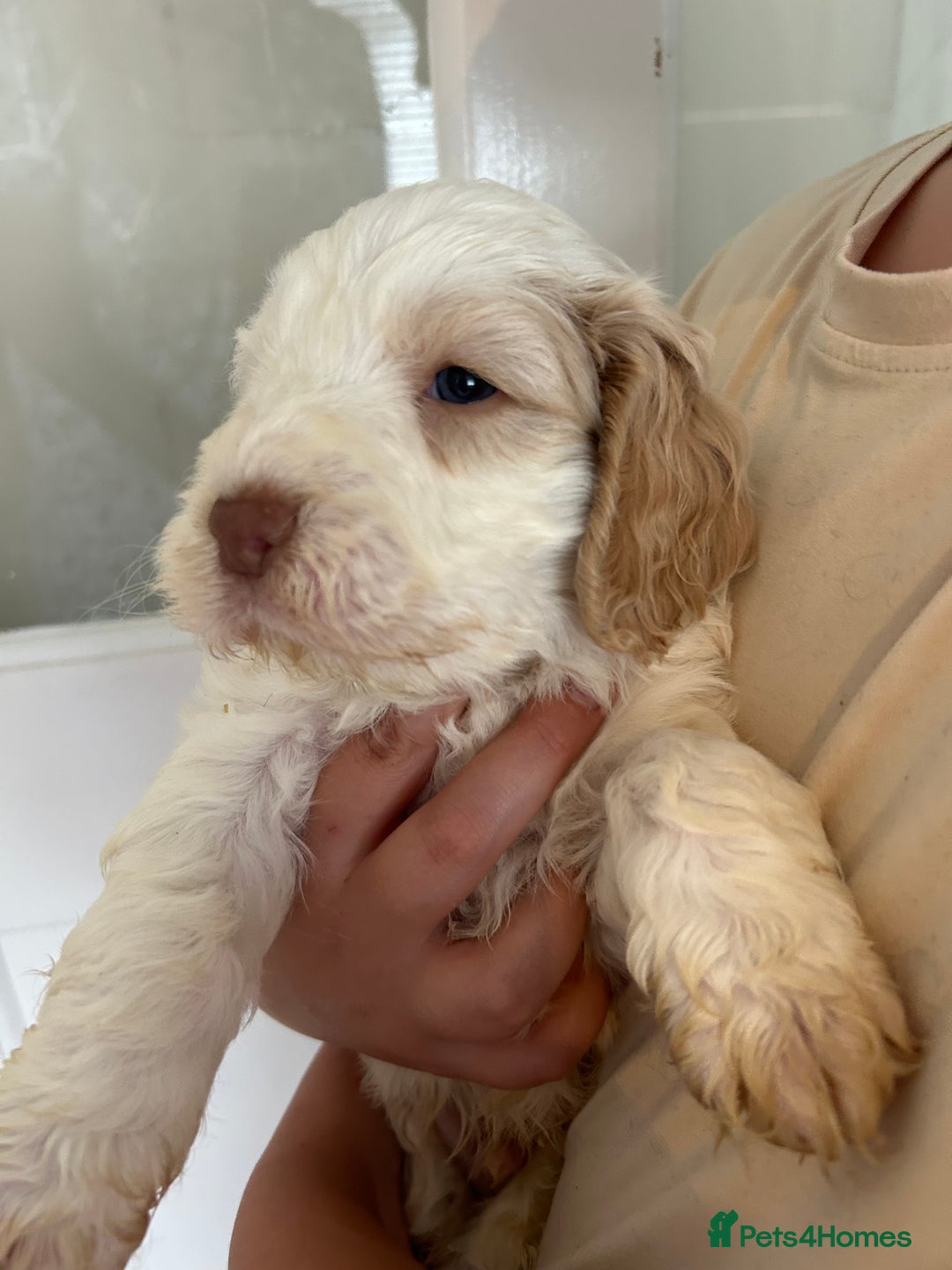 Cockapoo dogs for sale: Stunning f1 show cockapoos  - Image 5