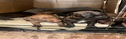 Patterdale Terrier dogs for sale: Patterdale Puppies - Advert 17