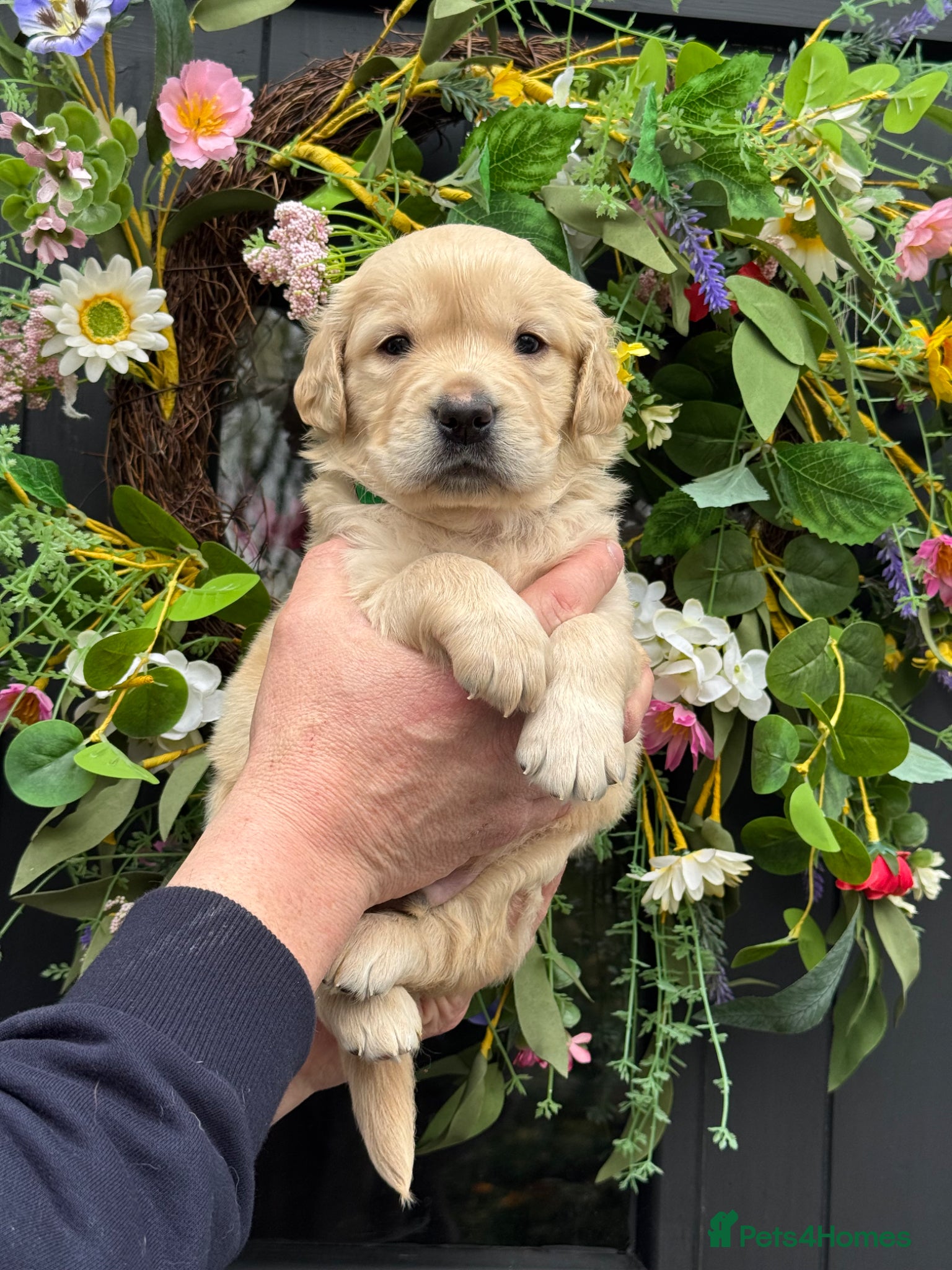 Mini Goldendoodle dogs 9 mini Goldendoodles dna clear puppies for sale - Advert 1