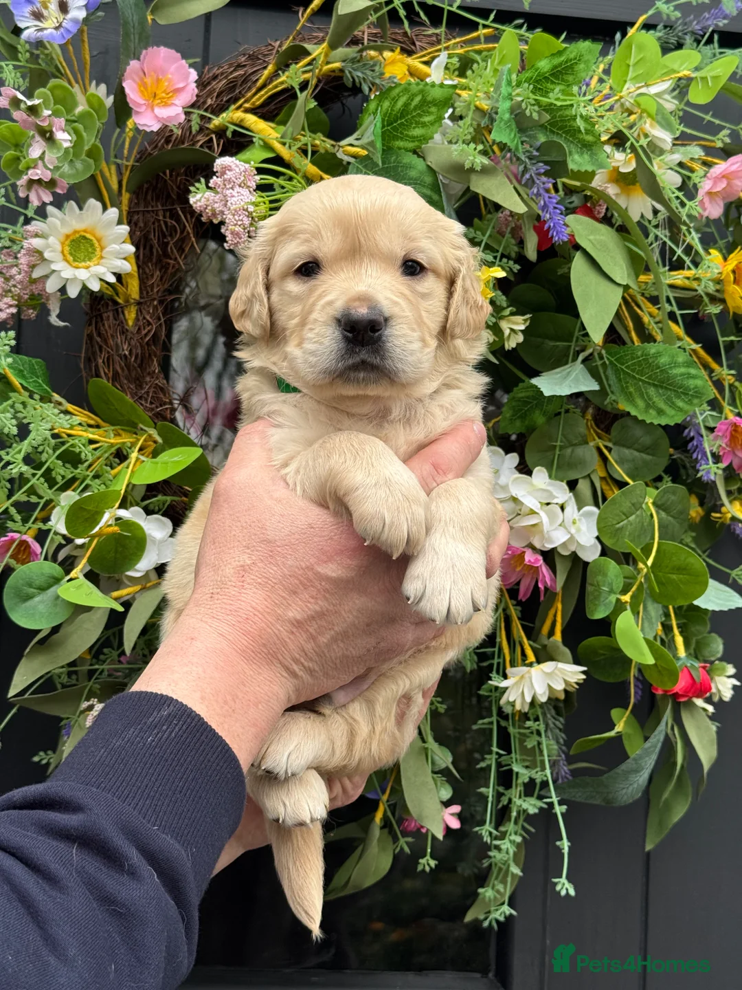 Mini Goldendoodle dogs for sale: 9 mini Goldendoodles dna clear puppies for sale - Advert 1