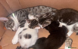 Mixed Breed cats for sale:  Gorgeous Kittens Looking for Their Forever Homes  - Image 4