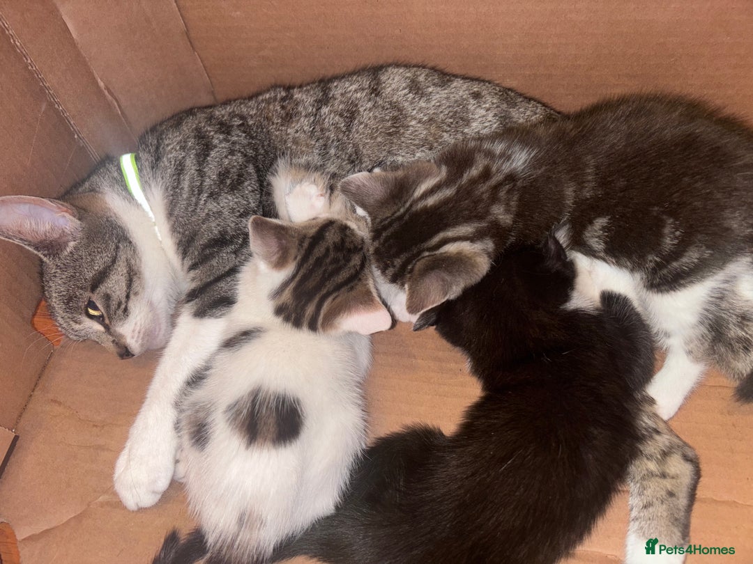 Mixed Breed cats for sale:  Gorgeous Kittens Looking for Their Forever Homes  - Image 4