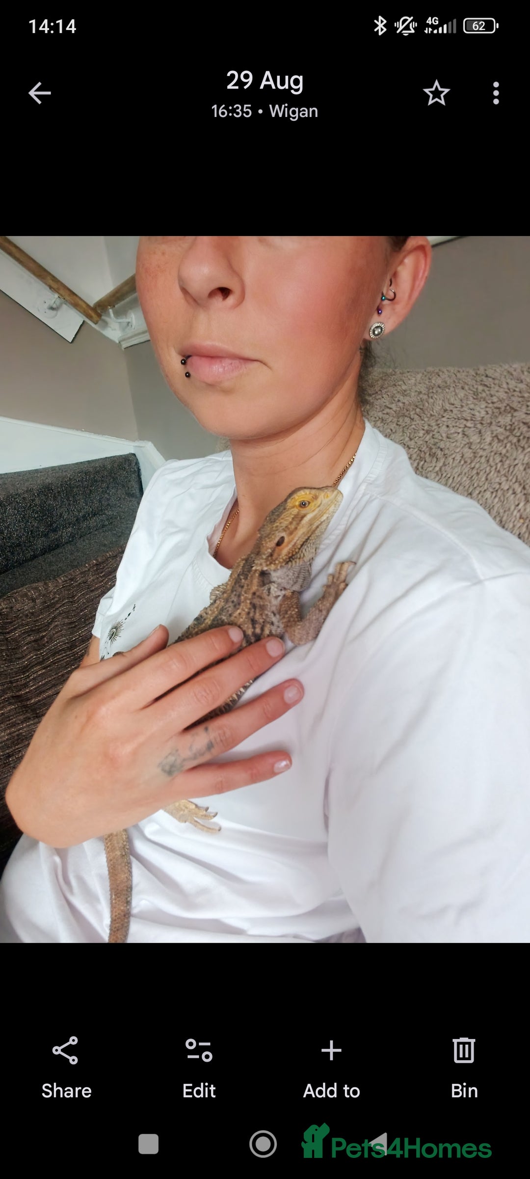 Bearded Dragon reptiles for sale: Leonard the bearded dragon  - Advert 9