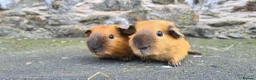 Guinea Pig rodents for sale: Californian male guinea pigs  - Advert 3
