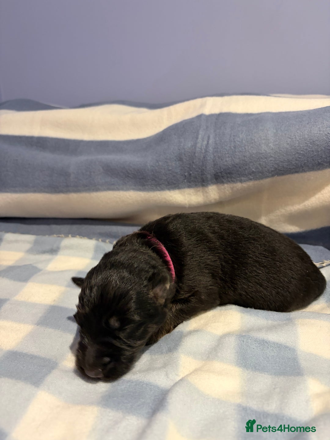 German Shepherd dogs for sale: 🐶 Beautiful KC Registered Puppies Available 🐶 - Advert 18