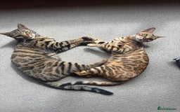 Bengal cats for sale: X Bengal Kittens x5 available   - Image 17