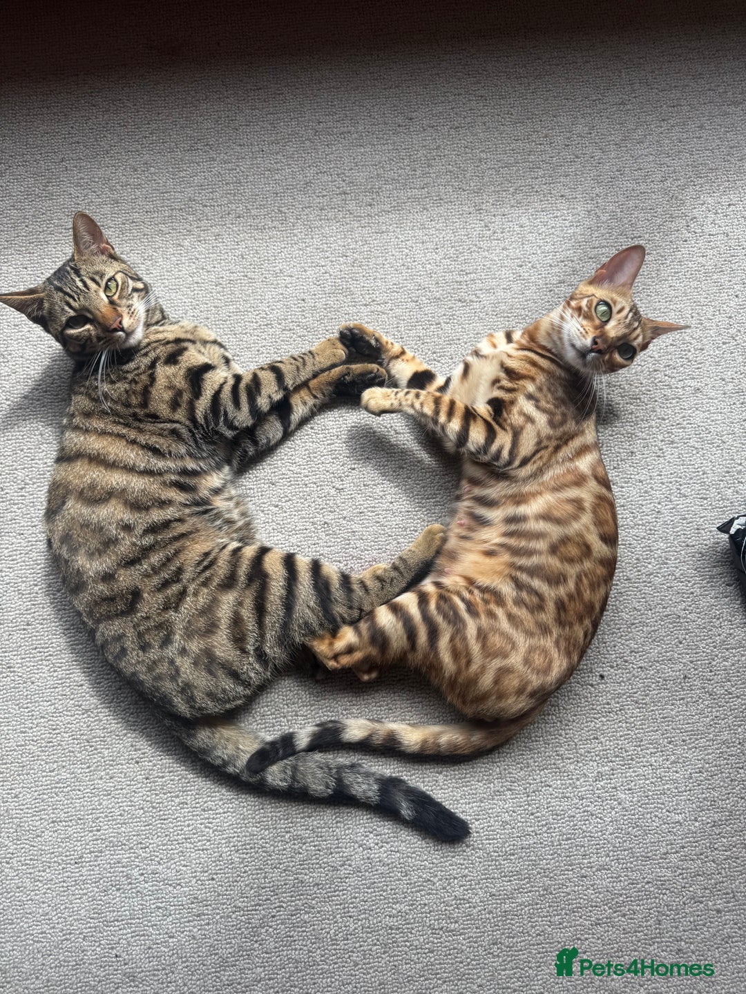 Bengal cats for sale: X Bengal Kittens x5 available   - Image 17