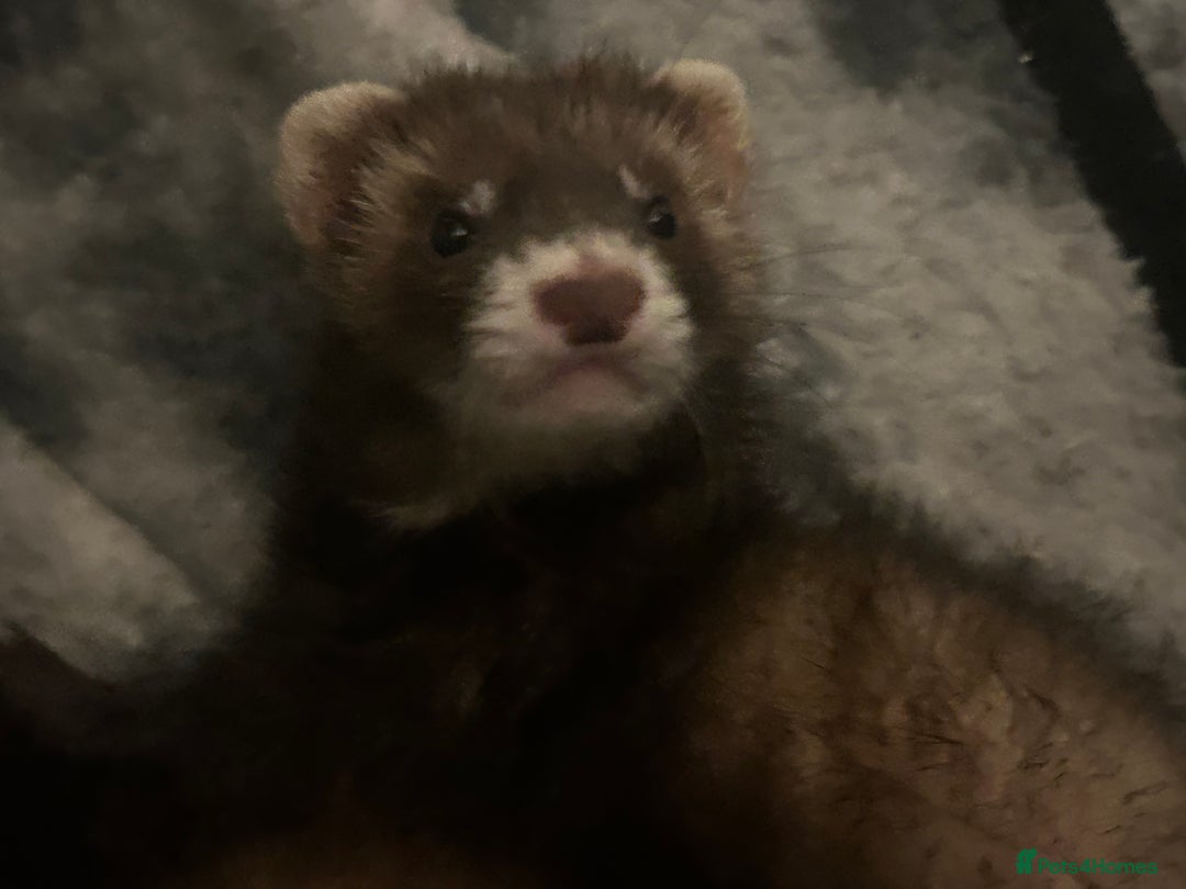 Rat rodents for sale: ferret  - Image 4