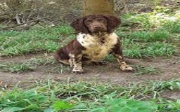 English Springer Spaniel dogs for stud: Full Health Tested Springer Spaniel For Stud in Craven Arms - Image 1