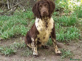 English Springer Spaniel dogs Full Health Tested Springer Spaniel For Stud in Craven Arms - Advert 6