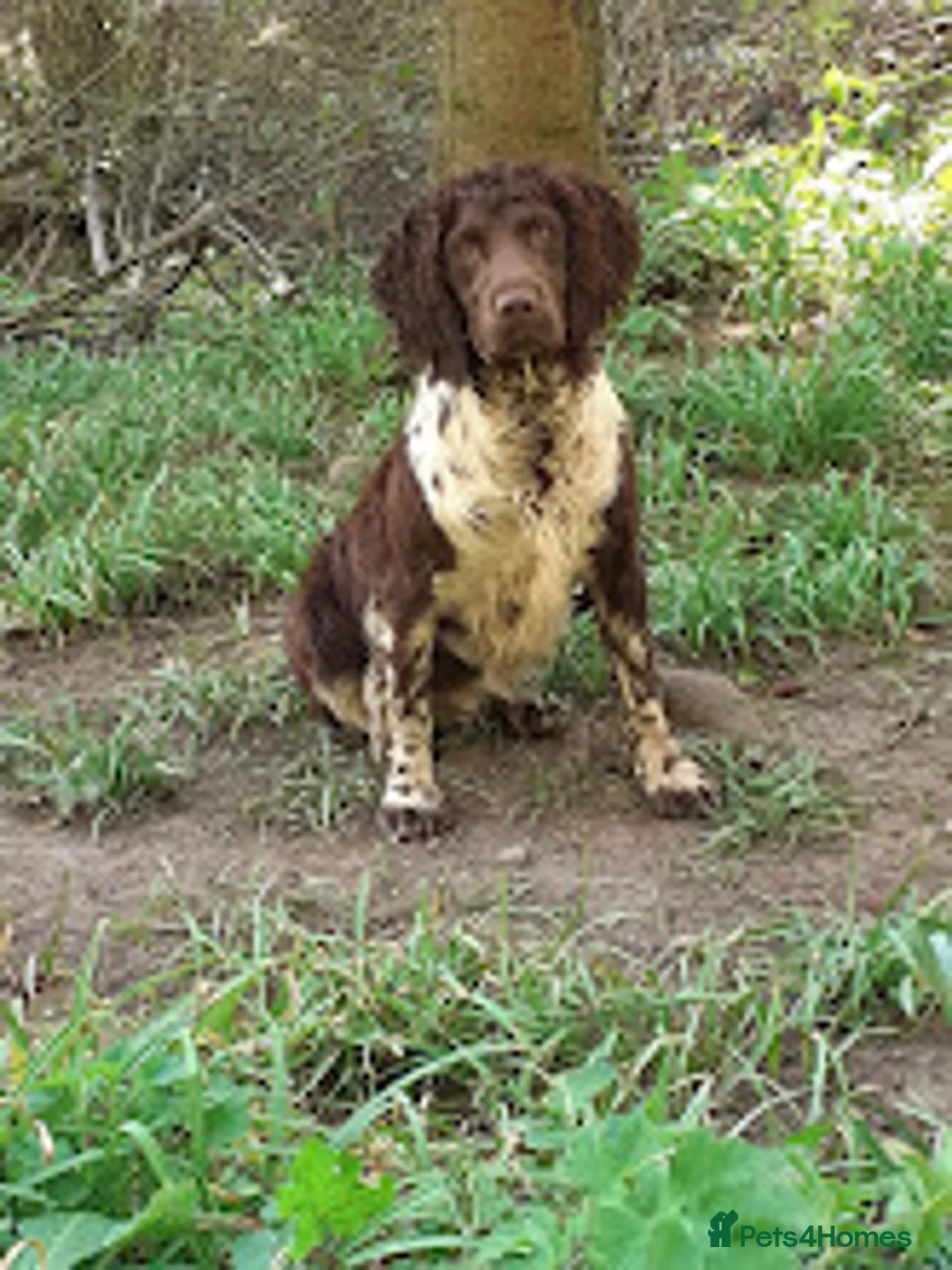English Springer Spaniel dogs for stud: Full Health Tested Springer Spaniel For Stud in Craven Arms - Advert 1