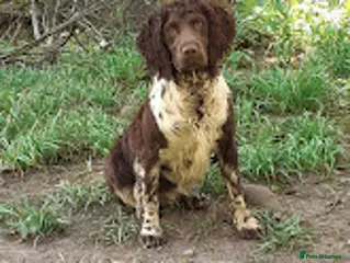 English Springer Spaniel dogs Full Health Tested Springer Spaniel For Stud in Craven Arms - Advert 7