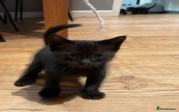 Ragdoll cats for sale: Half Ragdoll KITTENS - Image 8