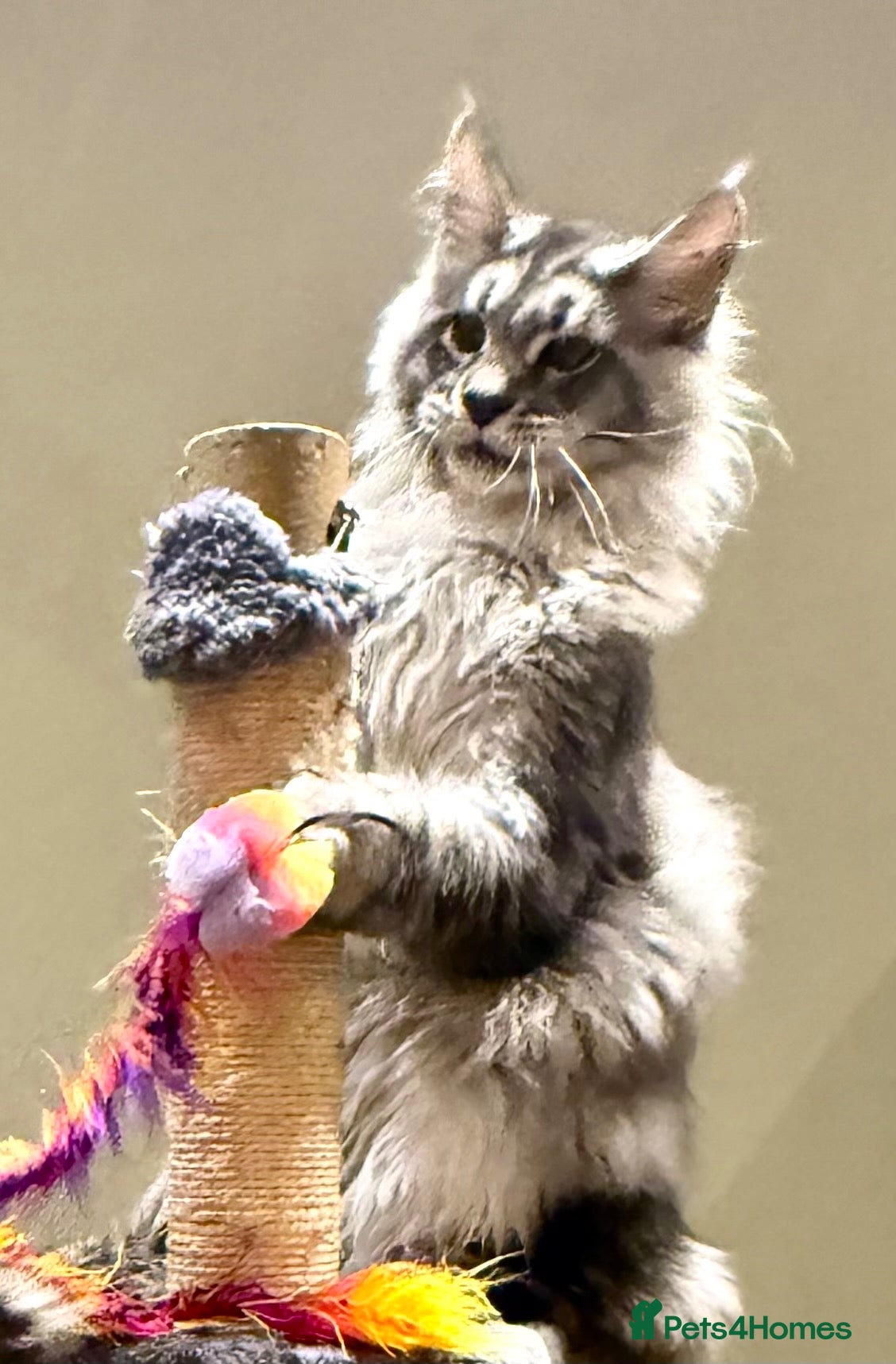 Maine Coon cats POLYDACTYL MAINE COON KITTENS - Advert 2