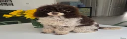 Cavapoo dogs for sale: Cavapoo’s extensively health tested rare colours  - Advert 11