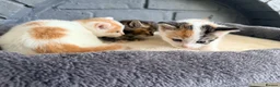 Domestic Shorthair cats for sale: Beautiful kittens looking for forever homes  - Advert 4