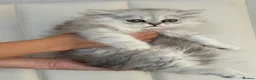 Persian cats for sale: GCCF registered beautiful silver Persian kittens  - Advert 8