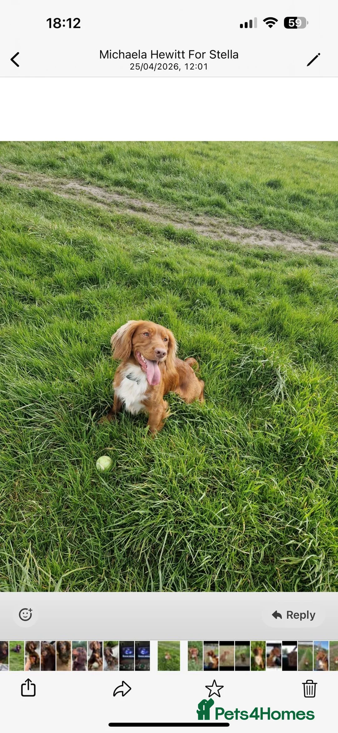 Cocker Spaniel dogs for sale: Cocker spaniels pups  in Wigan - Advert 2