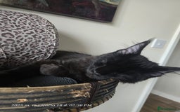 Maine Coon cats for sale: Very good price - Image 5