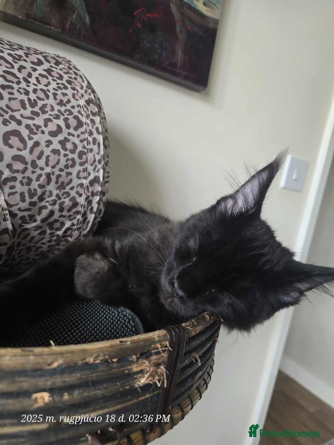 Maine Coon cats for sale: Very good price - Image 5