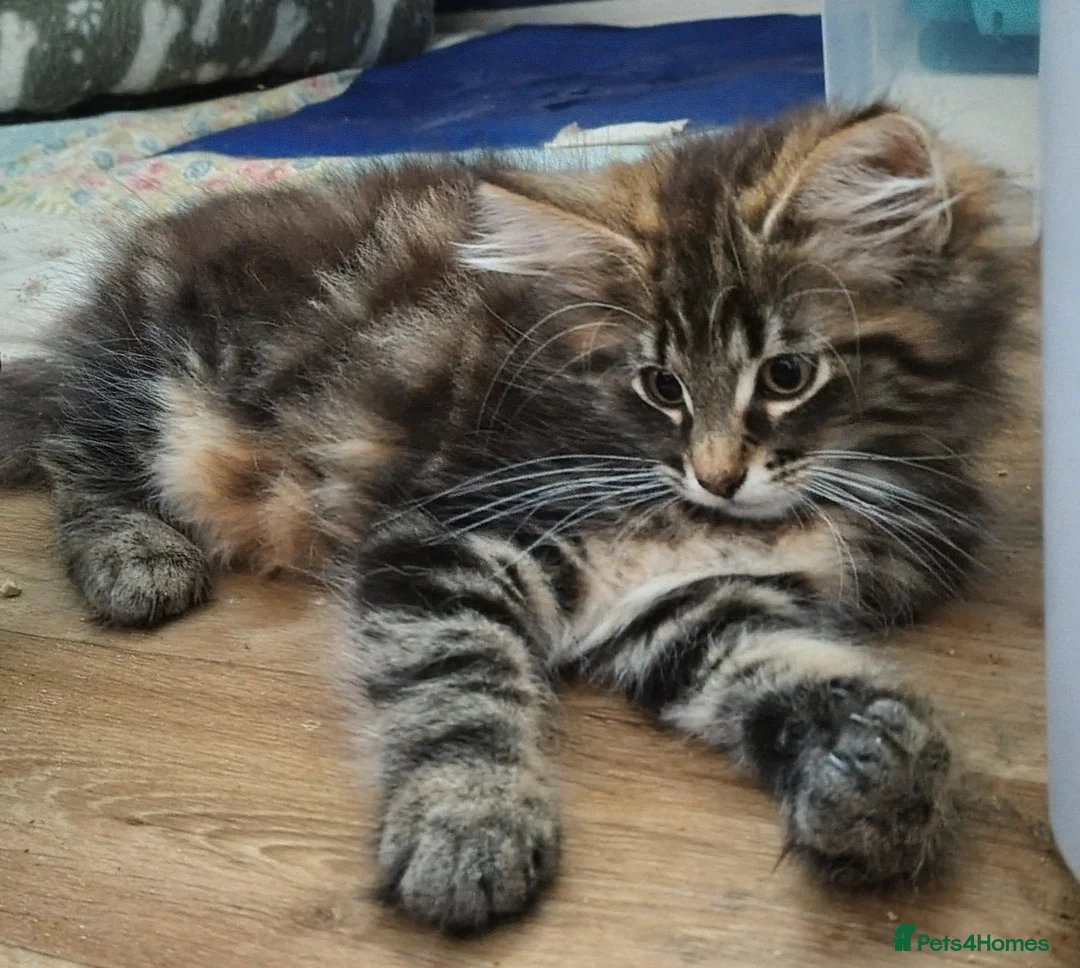 Norwegian Forest Cat cats for sale: Beautiful Pedigree Norwegian Forest kittens - Advert 1