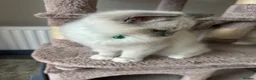 Ragdoll cats for sale: GCCF registered Ragdoll kittens 🐈  - Advert 2