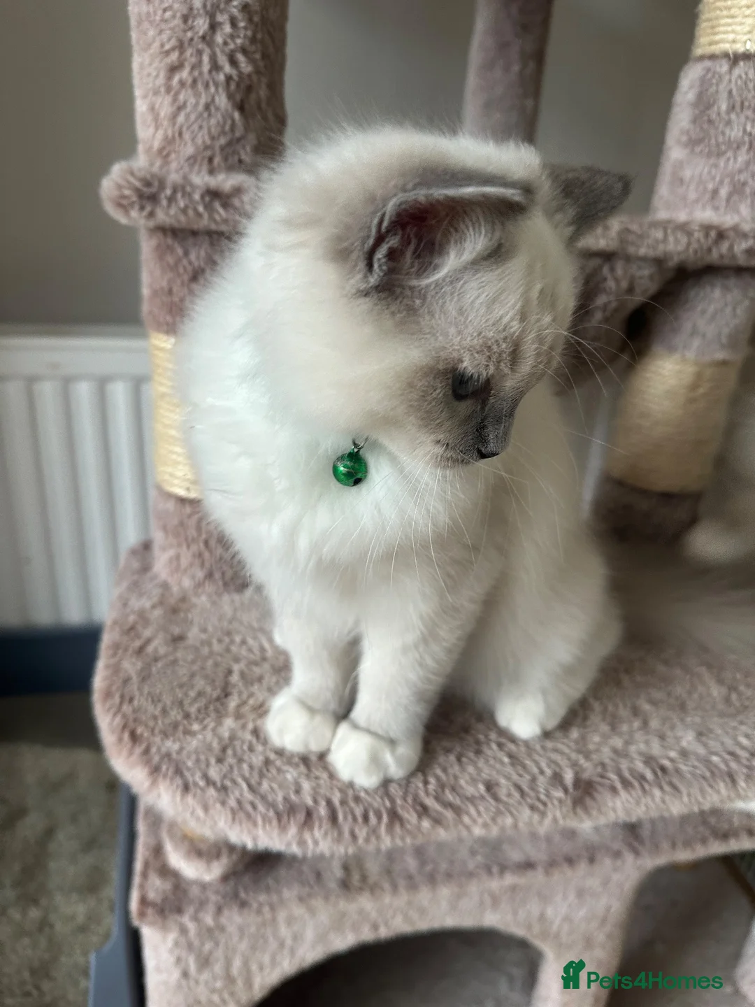 Ragdoll cats for sale: GCCF registered Ragdoll kittens 🐈  - Advert 2
