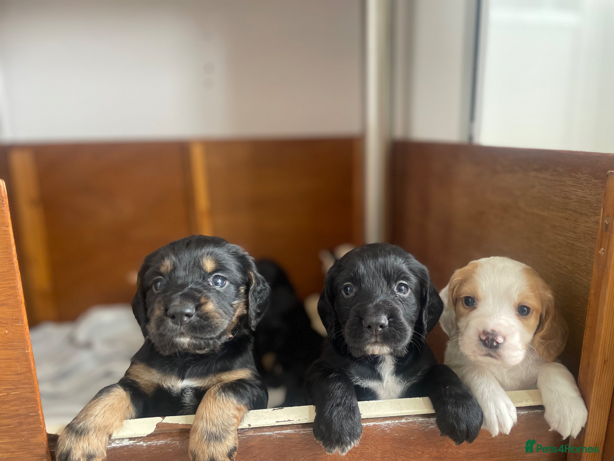 Cocker Spaniel dogs Working cocker spaniels  - Advert 17