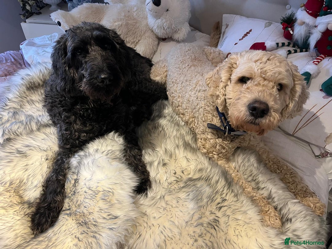 Labradoodle dogs for sale: Beautiful labradoodle puppies  - Advert 7