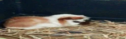 Guinea Pig rodents for sale: 5Baby Half-Peruvian Guinea Pigs Need Loving Homes  - Advert 2
