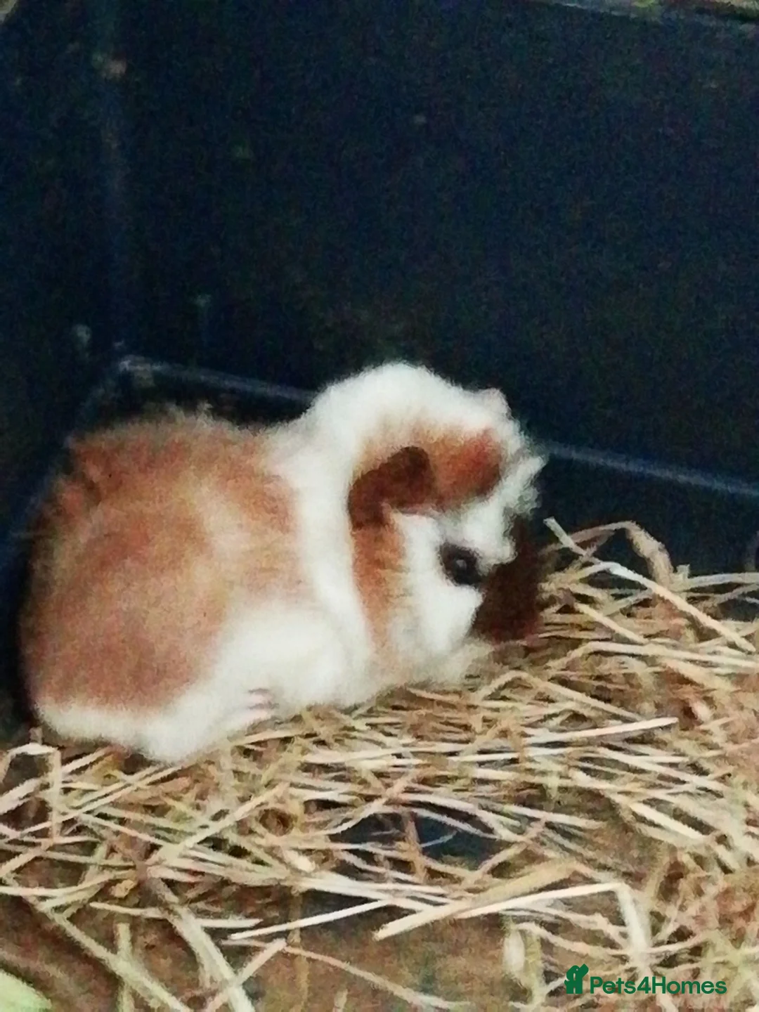 Guinea Pig rodents for sale: 5Baby Half-Peruvian Guinea Pigs Need Loving Homes  - Advert 2