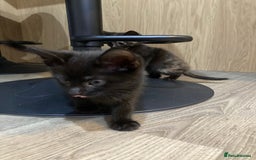 Mixed Breed cats for sale: Semi Longhaired Kittens - Image 21