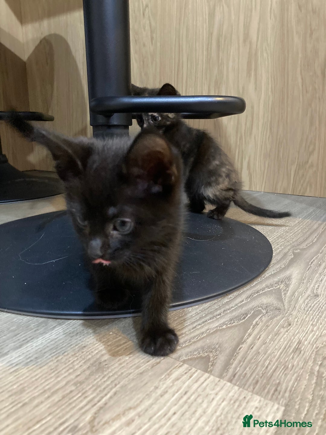Mixed Breed cats for sale: Semi Longhaired Kittens - Image 21