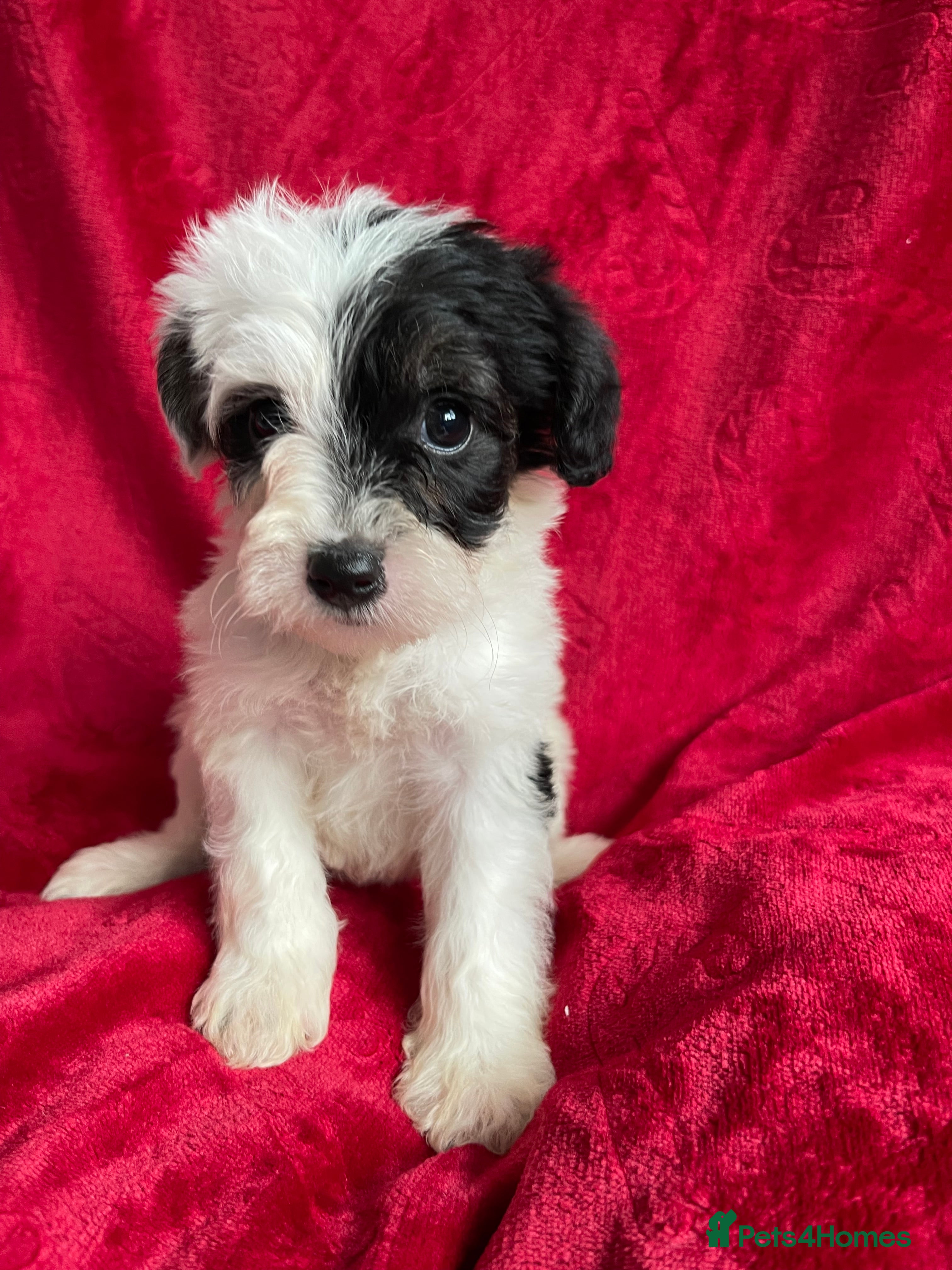 Yorkshire Terrier dogs Yorkshire terriers biewer  - Advert 3