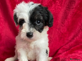 Yorkshire Terrier dogs Yorkshire terriers biewer - Advert 3