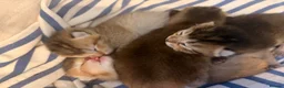 Scottish Fold cats for sale: Scottish Fold X Kittens  in Forest Row - Advert 3