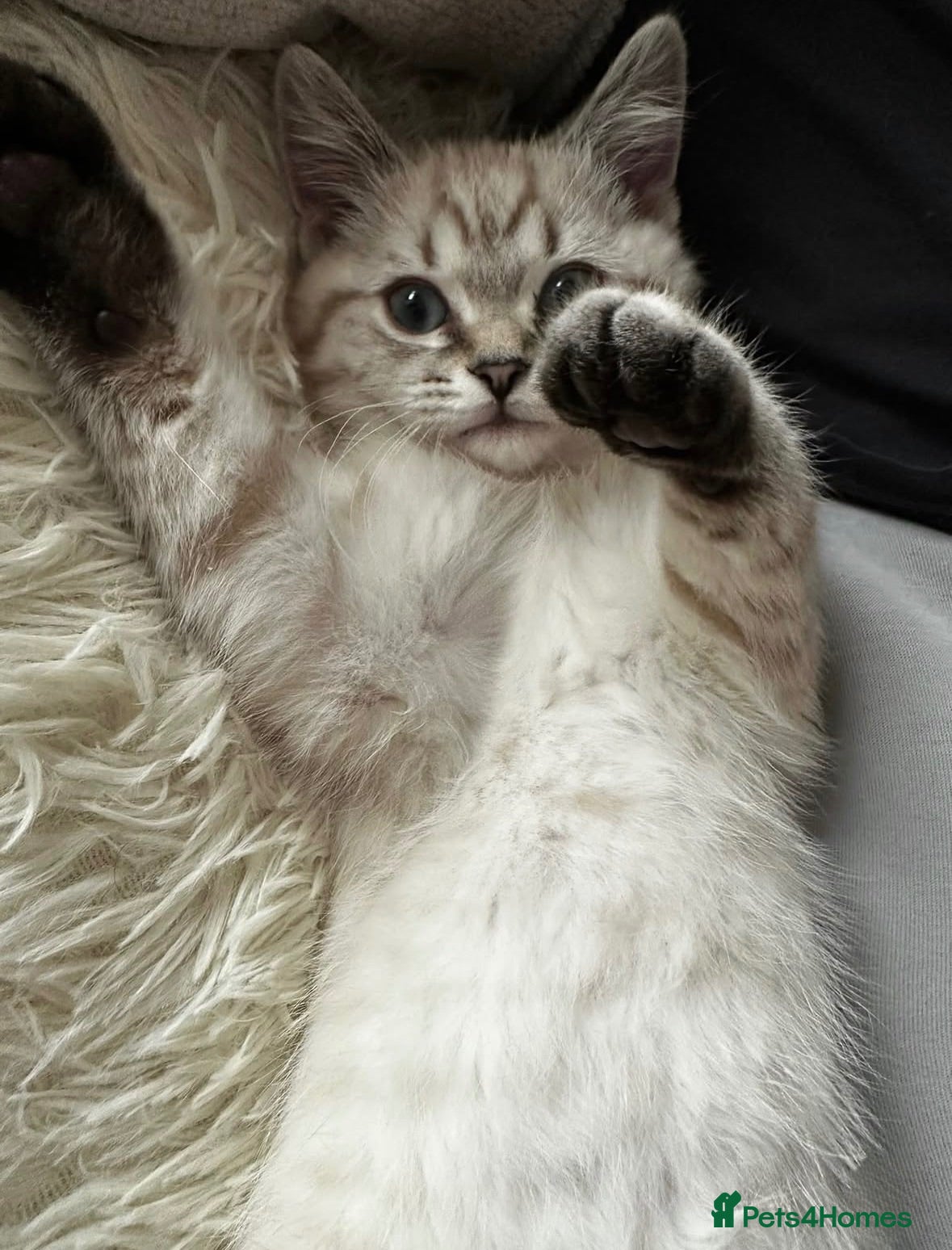 British Shorthair cats Chunky Female Colourpoint British Shorthair Kitten - Advert 2