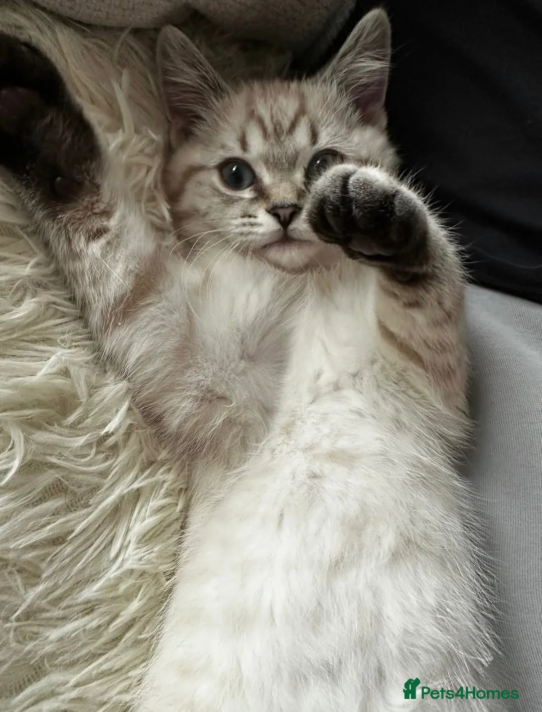 British Shorthair cats for sale: Chunky Female Colourpoint British Shorthair Kitten - Advert 1