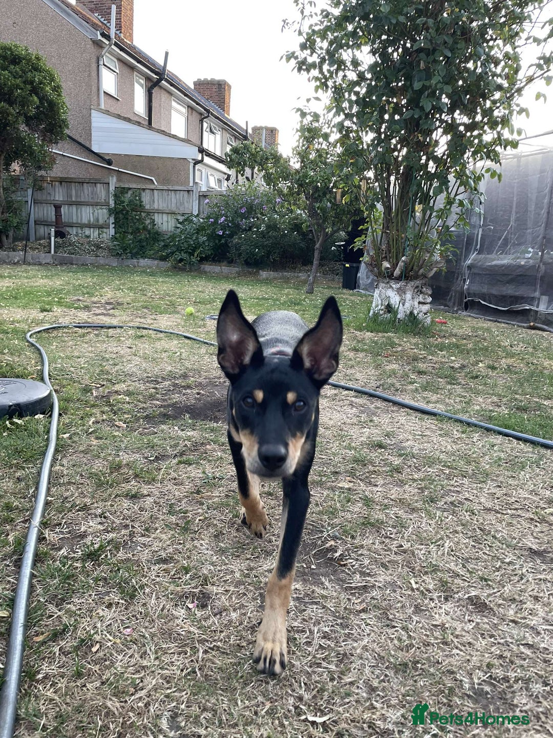 Australian Kelpie dogs for sale: 9 month old Australian Kelpie for Rehoming - Advert 4