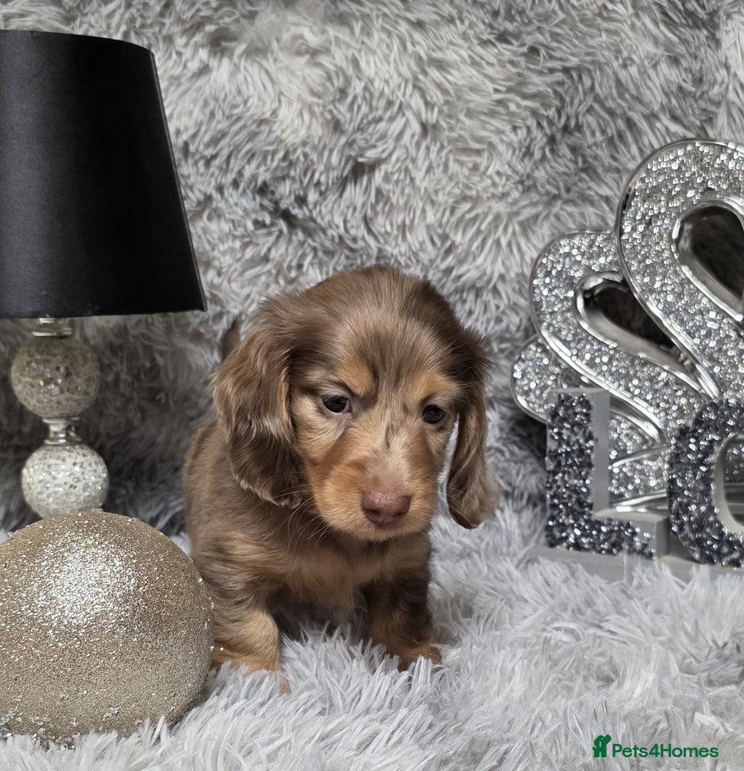 Miniature Dachshund dogs for sale: Adorable KC long coat boys available  - Advert 22
