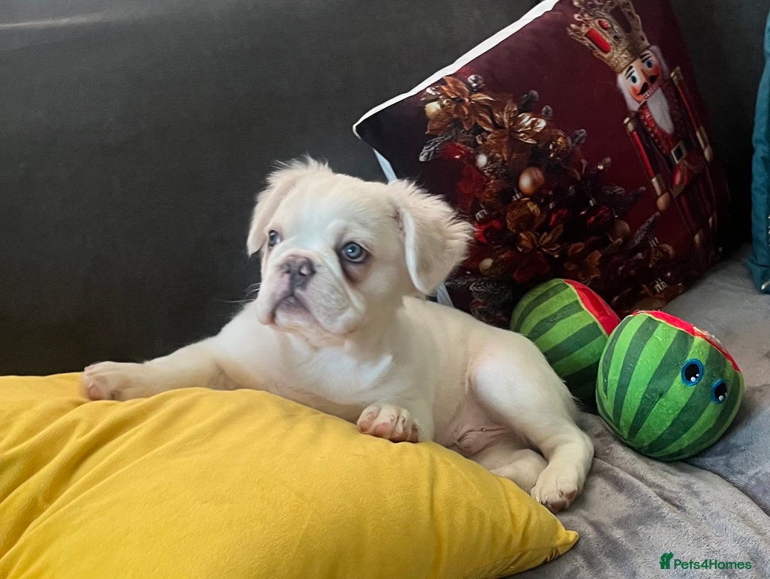 French Bulldog dogs for sale: Male Fluffy French Bulldog  - Image 1