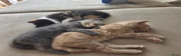 Mixed Breed cats for sale: Kittens for sale in Northwich - Advert 12
